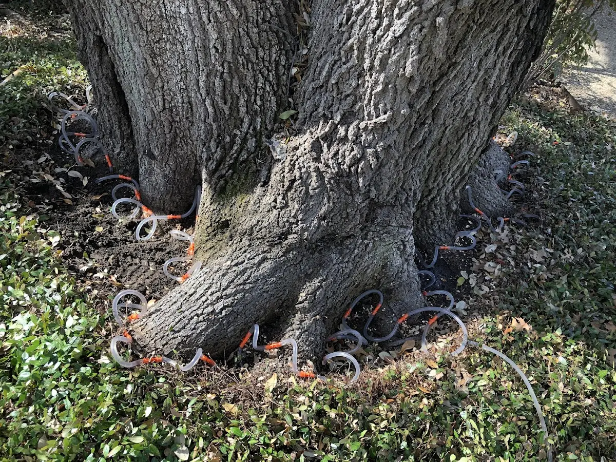 Detailed Tree Cabling and Bracing job site in Bel Air