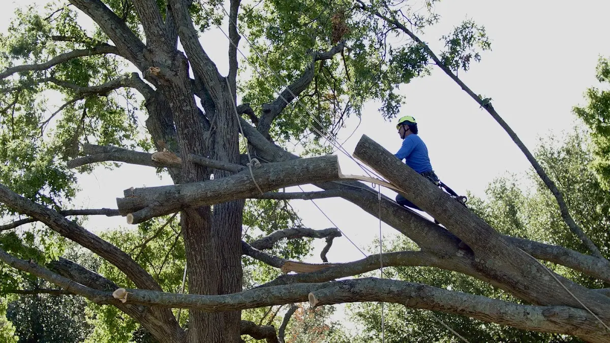 Professional Crown Thinning performed by certified arborists in Bel Air
