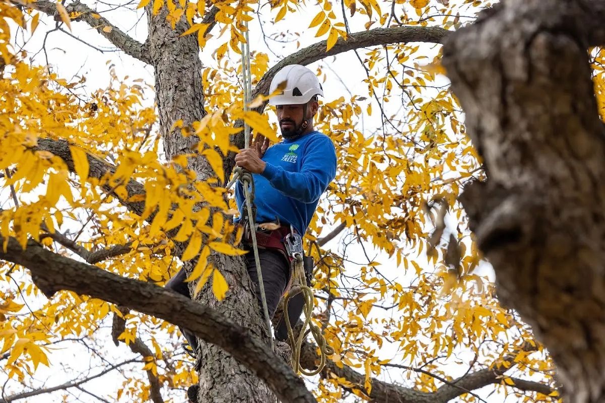 Skilled Tree Planting crew working in Bel Air