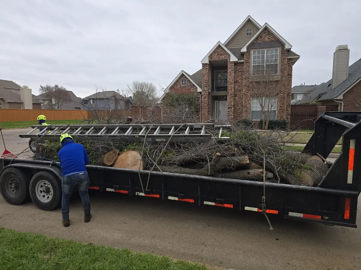 Expert Tree Pest Control with proper safety equipment in Bel Air